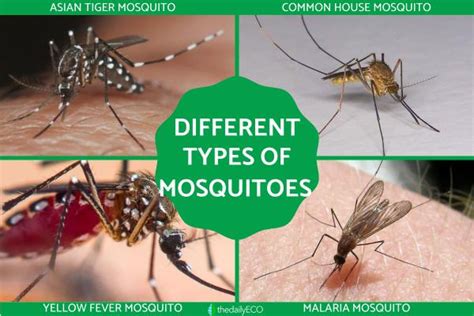 philippines insect|Mosquitoes in the Philippines: Their Species and Risks .